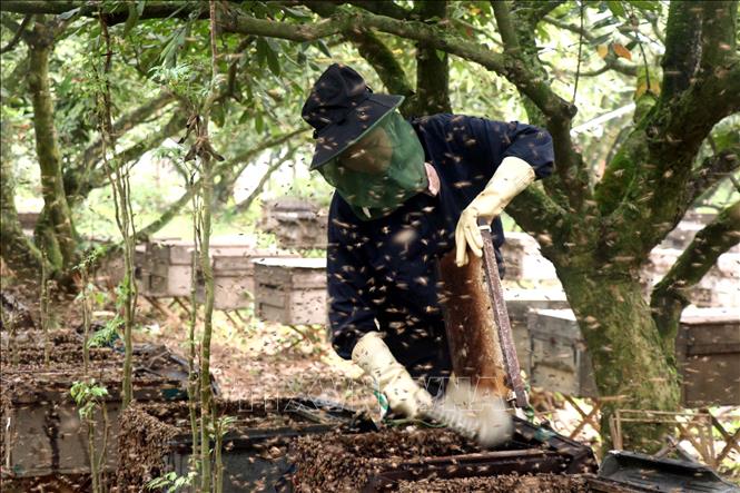 vna_potal_longan_honey_harvest_season_begins_in_hung_yen_stand
